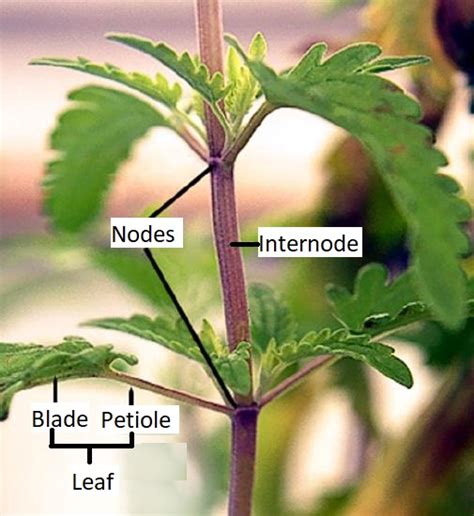 3.3.1: Stem Morphology (External Structure) - Biology LibreTexts