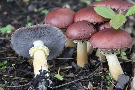 Large and Edible Wine Cap Mushrooms (Stropharia rugosoannulata) - Eat ...