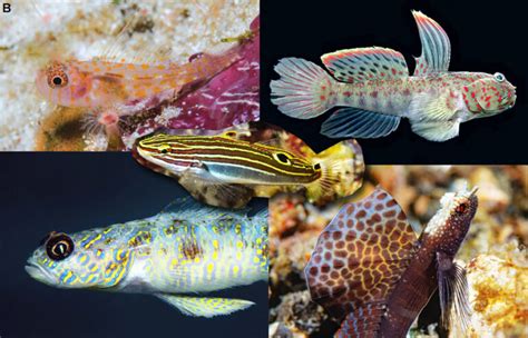 Top 5 New Goby Species of 2019 | Reef Builders | The Reef and Saltwater Aquarium Blog