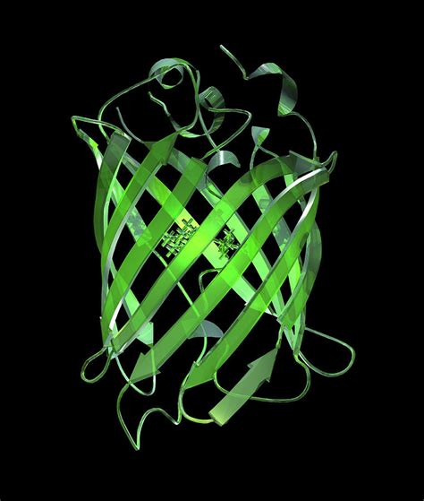 Green Fluorescent Protein Molecule Photograph by Laguna Design