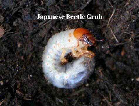 Japanese Beetle Larvae Control