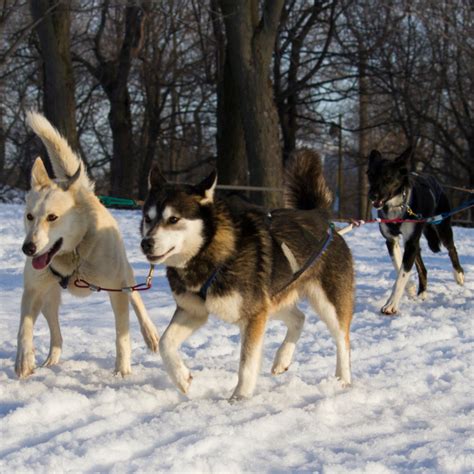 Visiting Québec in January - Visit Quebec