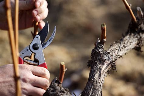 Best Pruning Grapes Stock Photos, Pictures & Royalty-Free Images - iStock