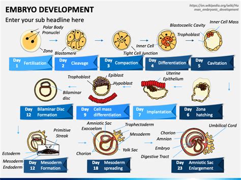 Human Embryo Development Stages