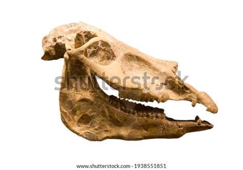 Hipparion Skull Genus Equine Lat Hipparion Stock Photo 1938551851 ...