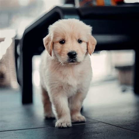 The Mini Golden Retriever - Pros, Cons, And What You Should Know Before ...