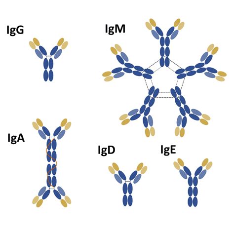 Everything you need to know about the structure and types of antibodies