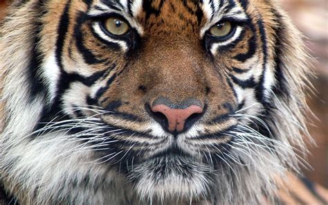 🔥 [30+] Tiger Fur Wallpapers | WallpaperSafari