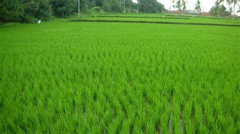 3 Most Effective Tips For Successful Organic Farming In India