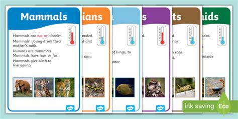 Animal Groups Display Poster Photos (teacher made)