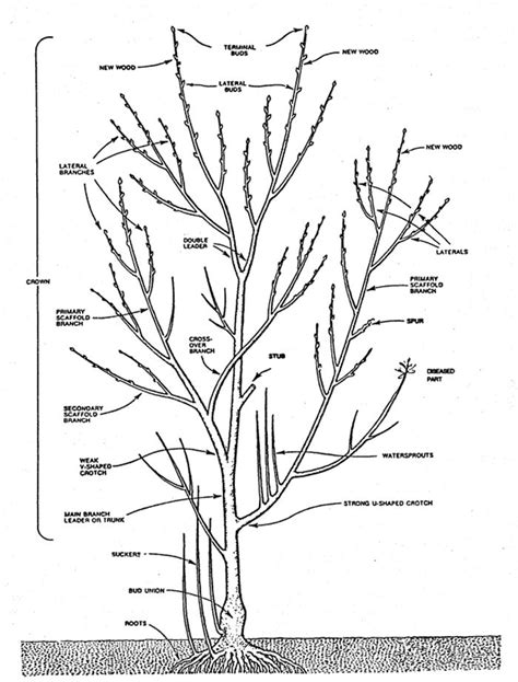 NMSU: Tree Pruning Techniques | Growing fruit trees, Growing fig trees, Pruning fruit trees