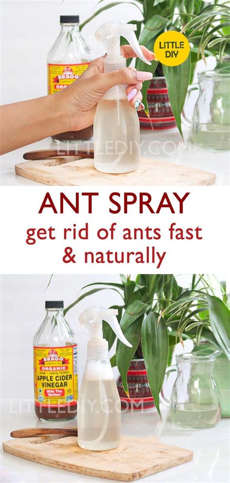 ANT SPRAY - get rid of ants fast and naturally | Ant spray, Rid of ants, Get rid of ants