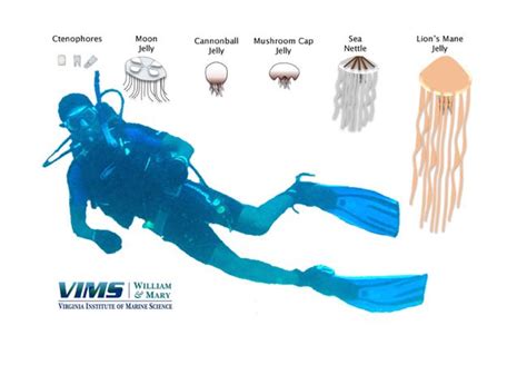 Types Of Jellyfish Chart