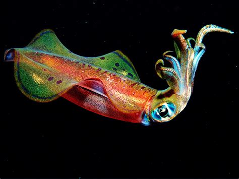 Squid Communicate With a Secret, Skin-Powered Alphabet | WIRED