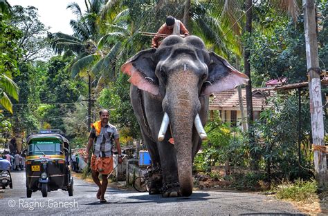 One of the beautiful kerala elephant Pattambi Manikandan | Flickr