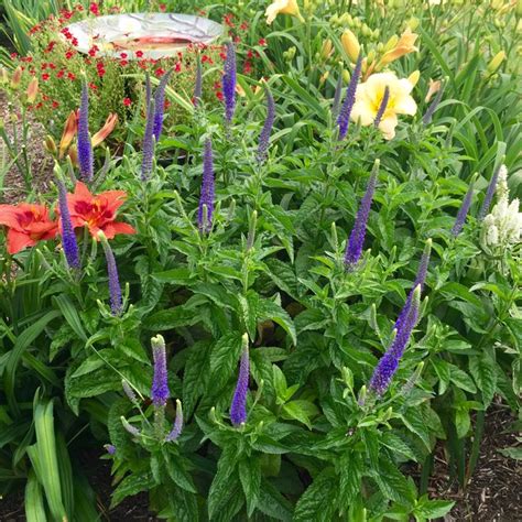 Plant Veronica spicata 'Sunny Border Blue' by Tracy Woods in Cloudy Way ...