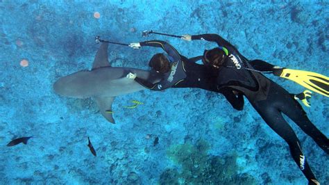 7 Interesting research methods that scientists use to study sharks - Shark Research Unit