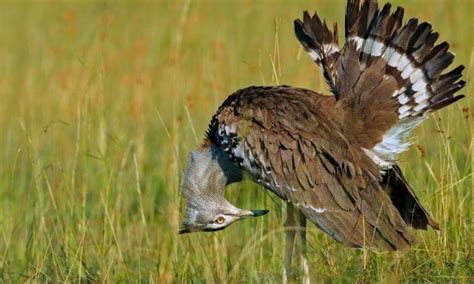 Bird list in masai mara north conservancy - masai mara birds