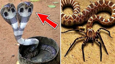 Top 10 Rarest Snakes In The World - YouTube