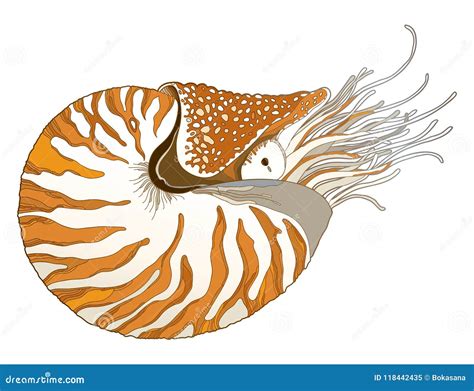 Vector Drawing of Nautilus Pompilius or Chambered Nautilus in Ornate Striped Shell Isolated on ...