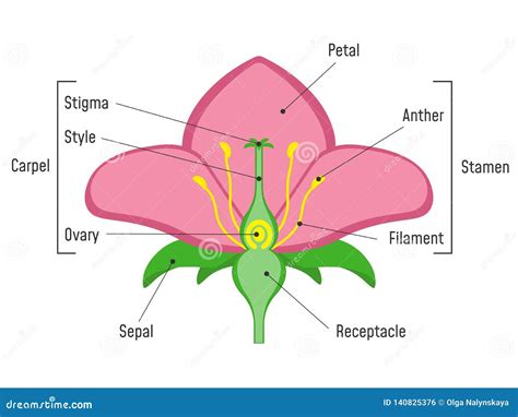 Diagrama De Las Piezas De La Flor Ilustración del Vector - Ilustración de grano, escuela: 140825376