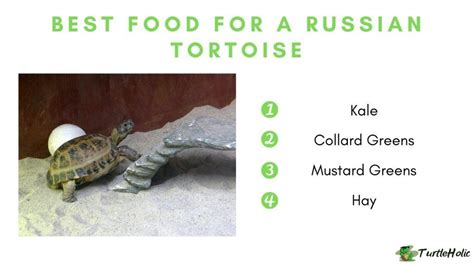 Best Food for a Russian Tortoise - TurtleHolic