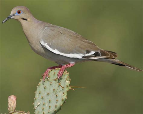 Texas Dove Hunting Leases - DeerTexas.com - Texas Hunting Leases