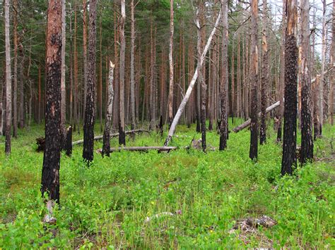 File:Boreal pine forest 5 years after fire, 2011-07.jpg - Wikimedia Commons