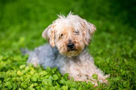 Yorkipoo - Appearance | Size | Temperament | Shedding | Exercise | Price