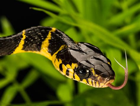 Mangrove Snake by Henrik Vind - Photo 19046605 / 500px