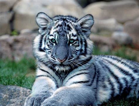 How nature evolved blue tigers and other quirks of ‘neutral theory ...