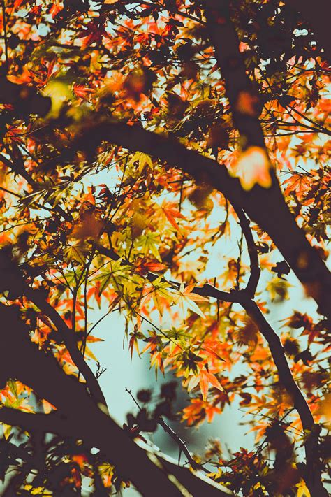 Free stock photo of autumn, fall, leaves
