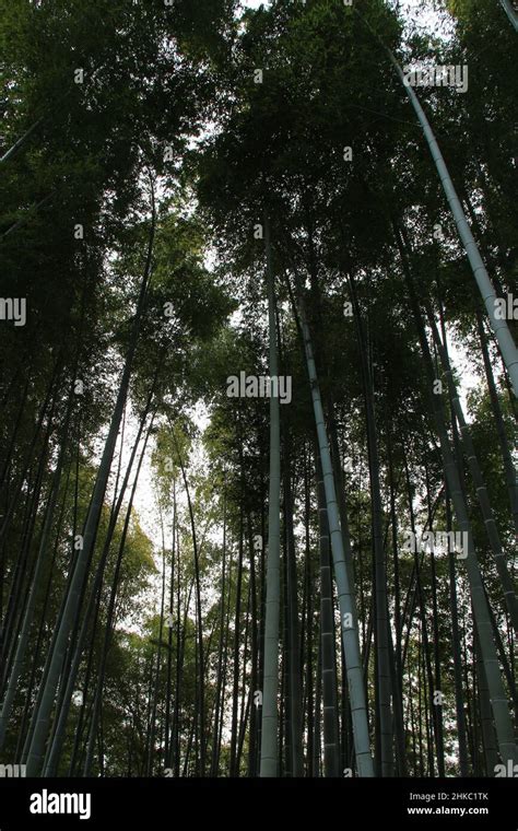 bamboo forest in kyoto in japan Stock Photo - Alamy