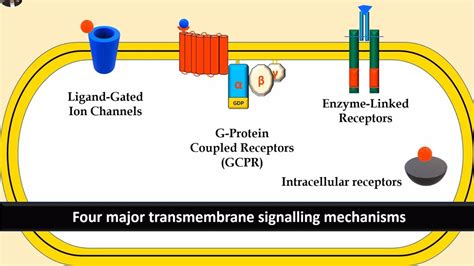 Top 118+ G protein coupled receptors animation - Merkantilaklubben.org