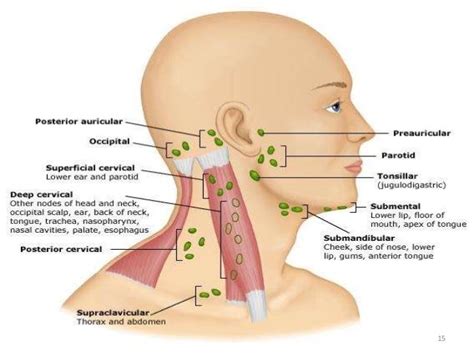 Image result for occipital lymph nodes | Lymph nodes, Lymphatic system ...