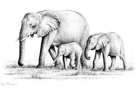 http://www.kimthompsonartist.com/Images/PencilDrawing | Elephant family ...