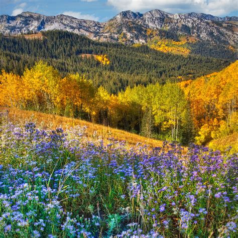 Autumn in the Wasatch Mountains Photograph by Douglas Pulsipher - Fine Art America