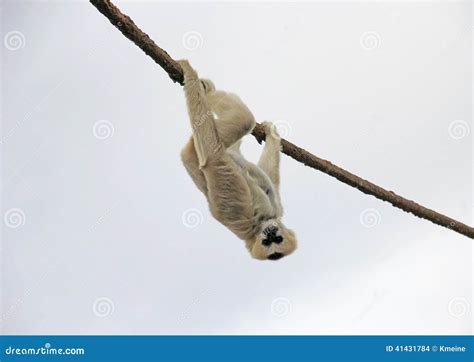 Bat Hanging Upside Down In Maldives Royalty-Free Stock Image | CartoonDealer.com #104663806