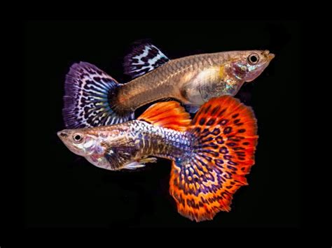 Red Dragon Guppy Pair A Grade - aquascape