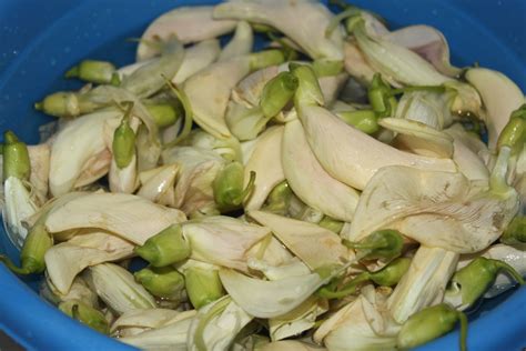 Of Blossoms and Greens: Katuray (Sesbania Grandiflora)