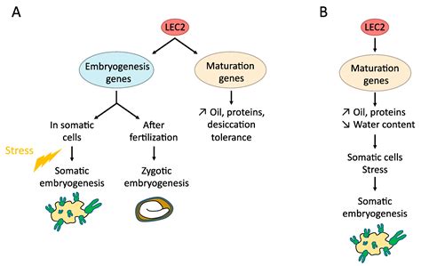 Plants | Free Full-Text | Genetic and Molecular Control of Somatic ...