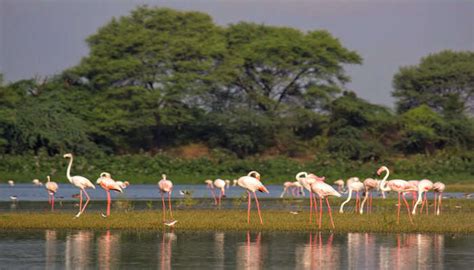 15 Best Wildlife Sanctuaries In Gujarat For The Nature Lovers In 2023!