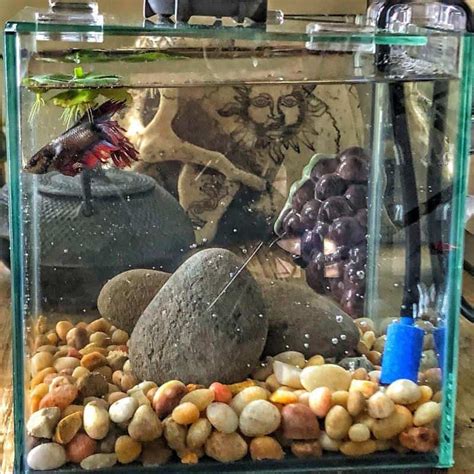 9 Best Small Fish for 1 Gallon Tank: Long Term & Short Term