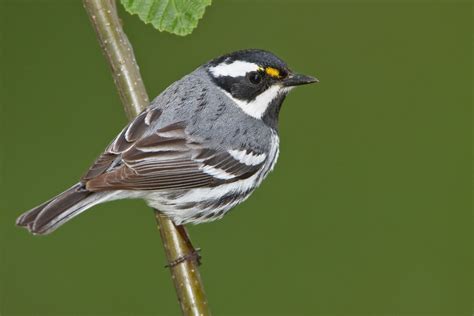 Black-throated Gray Warbler ( Setophaga nigrescens) List Of Birds, All ...