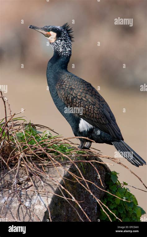 Great Cormorant in breeding plumage Stock Photo - Alamy