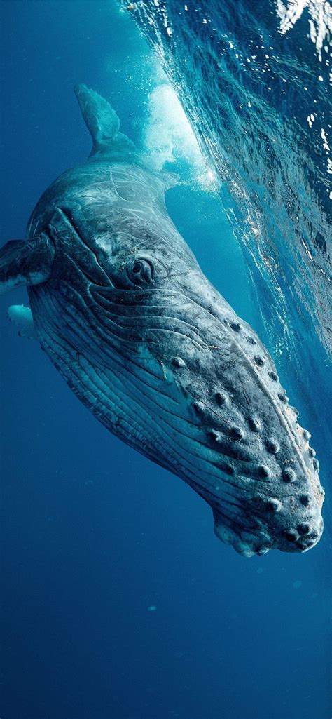 Top more than 73 blue whale wallpaper iphone best - 3tdesign.edu.vn