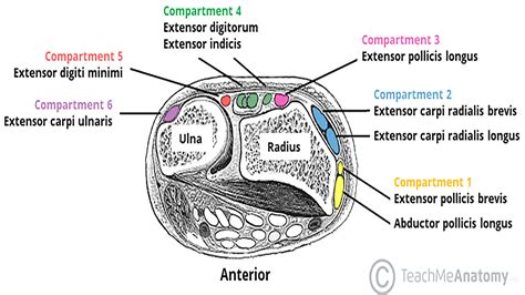 Hand and Wrist: Normal and Pathology - Internet Book Of MSK Ultrasound