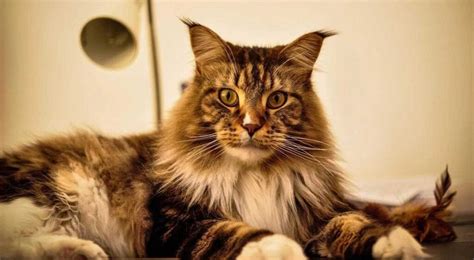 Maine Coon Cat | 15 Interesting Facts To Know Pets Feed