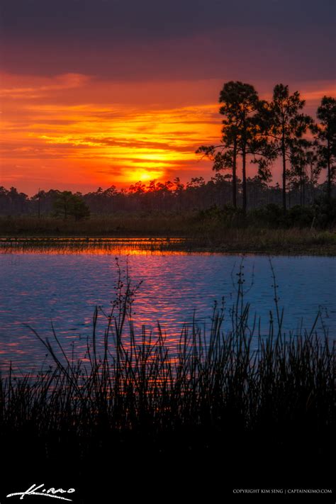 Florida Landscape Sunset Pine Forest