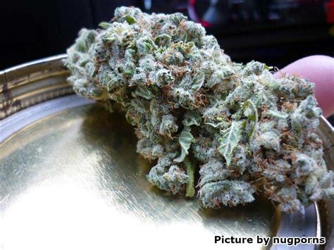 Original Guide to Drying and Curing Marijuana Buds | Grow Weed Easy